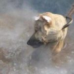 کشتار حیوانات در جشنواره‌ی یولین در چین