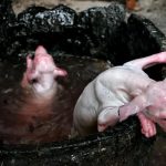 کشتار حیوانات در جشنواره‌ی یولین در چین